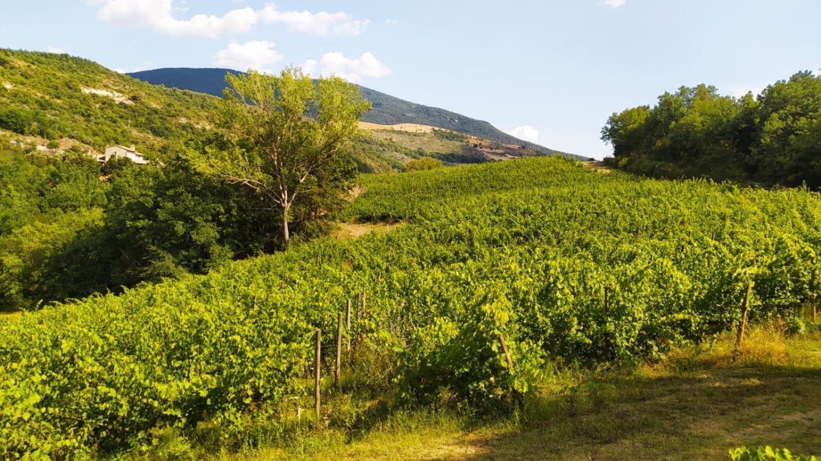 Re Artu Assisi Country Lifestyle Aparthotel Bagian luar foto